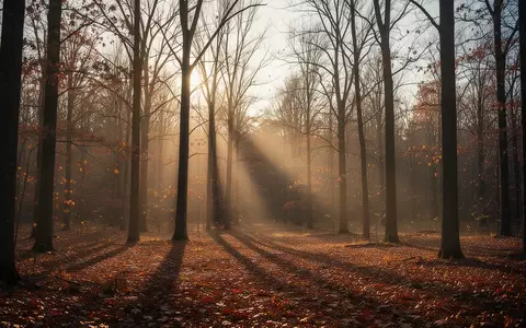 Ein herbstlicher Wald mit kahlen Bäumen und einfallendem Sonnenlicht in der goldenen Stunde. - Foto: über boerse-global.de