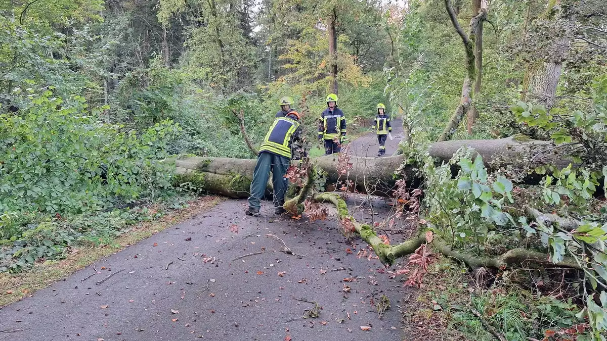 FW Flotwedel: Umgestürzter Baum blockiert Verbindungsstraße bei Sandlingen - Bild: presseportal.de
