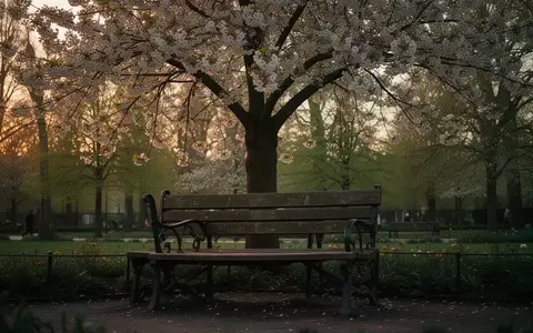 Symbolbild: Parkbank unter einem blühenden Baum - Foto: über boerse-global.de