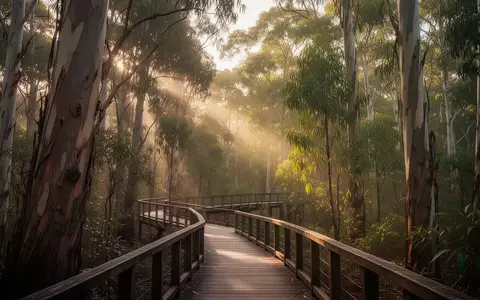 Ein hölzerner Steg führt durch einen ruhigen Eukalyptuswald bei sanftem Sonnenlicht. - Foto: über boerse-global.de