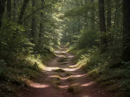 Ein gewundener Waldweg, der durch einen dichten, sonnendurchfluteten Wald fĂĽhrt. - Foto: ĂĽber boerse-global.de