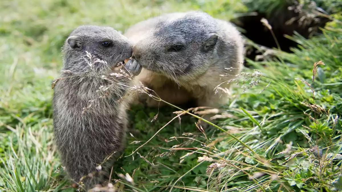 In Russland können Nagetiere Träger von Pesterregern sein. (Archivbild)  - Bild: Daniel Naupold/dpa