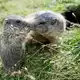 In Russland können Nagetiere Träger von Pesterregern sein. (Archivbild)  - Bild: Daniel Naupold/dpa