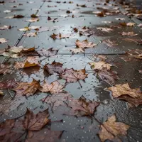 Nasses, rutschiges Herbstlaub auf einem dunklen Gehweg nach einem Regenschauer. - Foto: über boerse-global.de