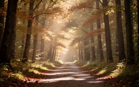 Ein friedlicher Waldweg im Herbst mit sanftem Sonnenlicht, der Ruhe und seelische Ausgeglichenheit symbolisiert. - Foto: über boerse-global.de