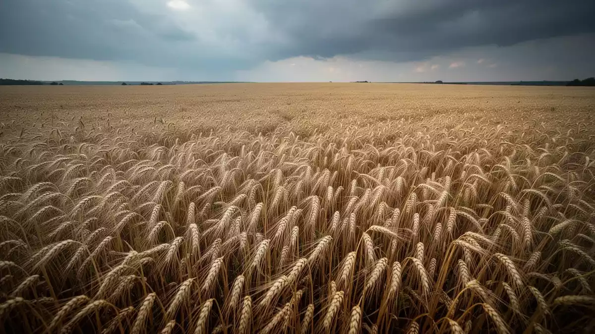 WisdomTree Wheat 3x steigt um 10 Prozent bei Sorgen um Exporte