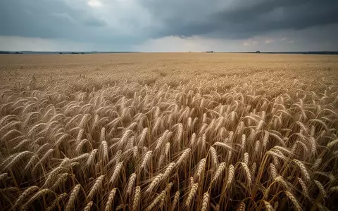 Weizenfeld unter einem dramatischen, bewölkten Himmel. - Foto: über boerse-global.de