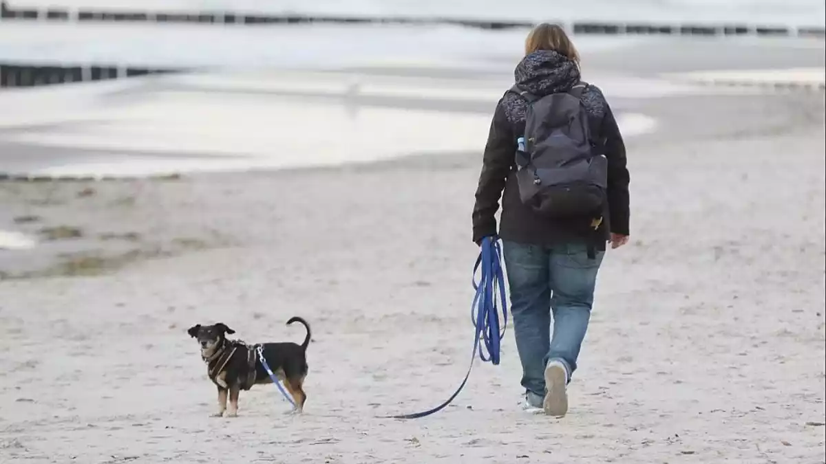 Einnahmen aus Hundesteuer stagnieren auf hohem Niveau