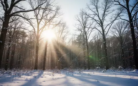 Winterliche Waldlandschaft mit tiefstehender Sonne, die das jahreszeitlich bedingte Defizit an UV-Strahlung symbolisiert. - Foto: über boerse-global.de
