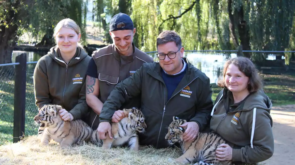 Erster Gesundheits-Check: die drei kleinen Amur-Tiger werden unter anderem gechippt. - Bild: Kai Moorschlatt/dpa