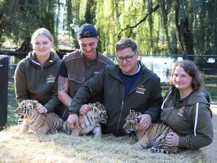 Erster Gesundheits-Check: die drei kleinen Amur-Tiger werden unter anderem gechippt. - Foto: Kai Moorschlatt/dpa