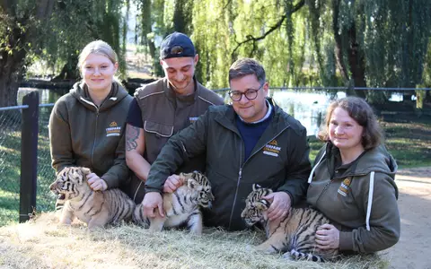 Erster Gesundheits-Check: die drei kleinen Amur-Tiger werden unter anderem gechippt. - Foto: Kai Moorschlatt/dpa