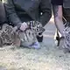 Die kleinen Raubkatzen waren bei der Untersuchung sehr entspannt und wurden auch geimpft.  - Bild: Kai Moorschlatt/dpa