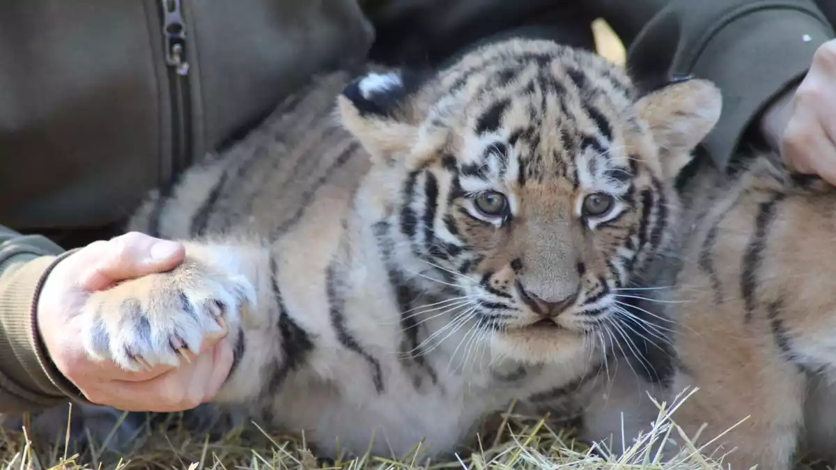 Krallenuntersuchung: Die Tigerbabys sind gesund und munter. - Bild: Kai Moorschlatt/dpa