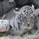 Krallenuntersuchung: Die Tigerbabys sind gesund und munter. - Bild: Kai Moorschlatt/dpa