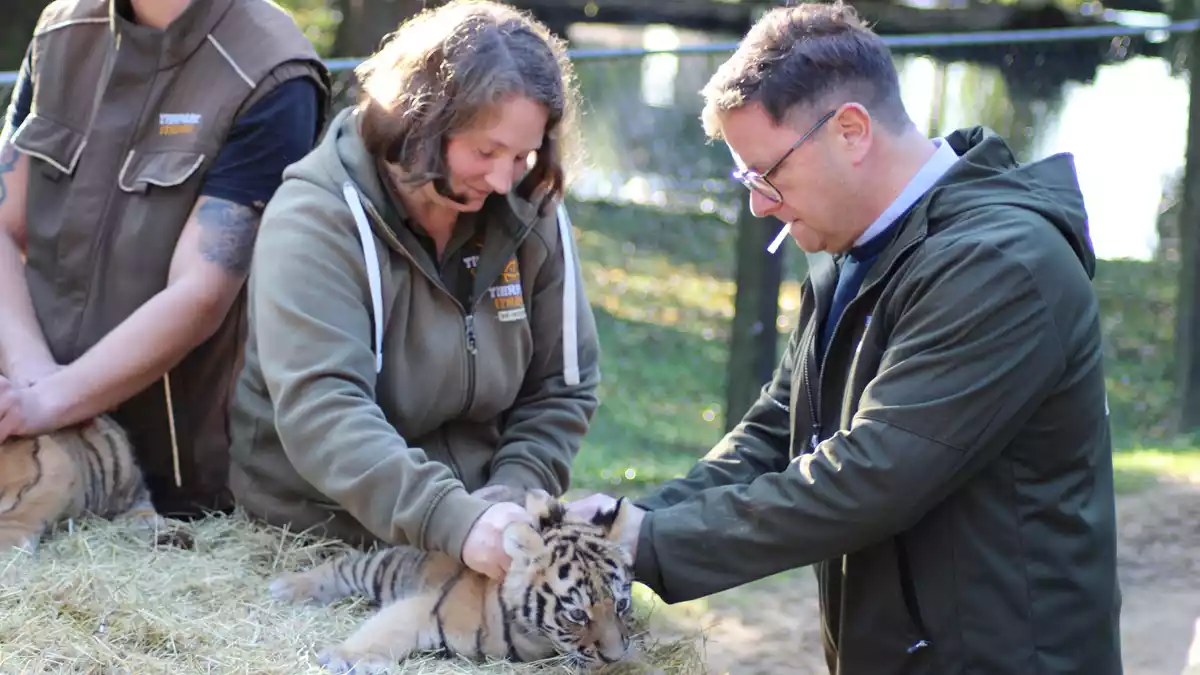 Geimpft und gechippt: die Tiger-Drillinge beim Gesundheits-Check. - Bild: Kai Moorschlatt/dpa