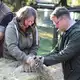 Geimpft und gechippt: die Tiger-Drillinge beim Gesundheits-Check. - Bild: Kai Moorschlatt/dpa