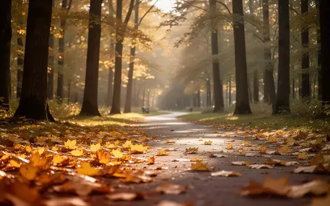 Ein friedlicher, sonnendurchfluteter Waldweg mit herbstlichem Laub, der Ruhe und Ausgeglichenheit symbolisiert. - Foto: über boerse-global.de