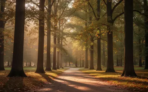 Ein sonnendurchfluteter Parkweg in einem Wald im Herbst, der eine ruhige und gesunde Umgebung symbolisiert. - Foto: über boerse-global.de