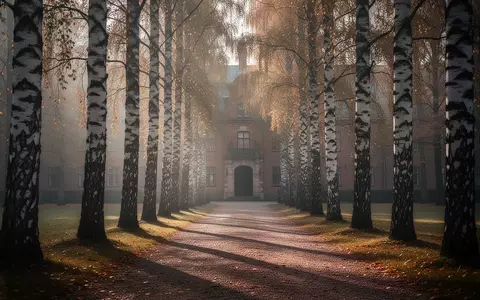 Eine von Birken gesäumte Allee im Herbstlicht, die zu einem historischen Gebäude führt. - Foto: über boerse-global.de