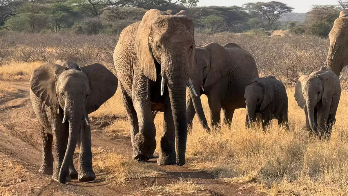 Gezielte Schutzmaßnahmen können einzelnen Elefantenbeständen im südlichen Afrika eine Erholung ermöglichen (Archivbild).  - Bild: Eva Krafczyk/dpa