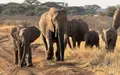 Gezielte Schutzmaßnahmen können einzelnen Elefantenbeständen im südlichen Afrika eine Erholung ermöglichen (Archivbild).  - Foto: Eva Krafczyk/dpa