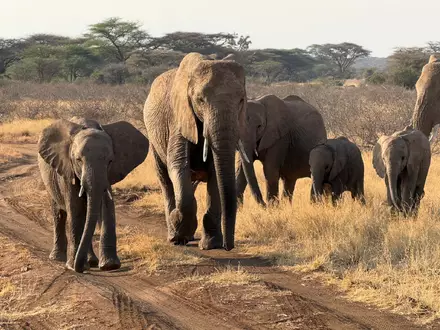 Gezielte Schutzmaßnahmen können einzelnen Elefantenbeständen im südlichen Afrika eine Erholung ermöglichen (Archivbild).  - Foto: Eva Krafczyk/dpa
