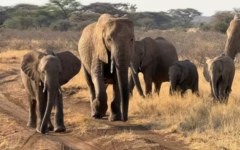 Gezielte Schutzmaßnahmen können einzelnen Elefantenbeständen im südlichen Afrika eine Erholung ermöglichen (Archivbild). - Foto: Eva Krafczyk/dpa