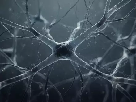 Mikroskopische Aufnahme komplexer vaskulärer Strukturen im menschlichen Gehirngewebe als Symbol für neurodegenerative Prozesse. - Foto: über boerse-global.de