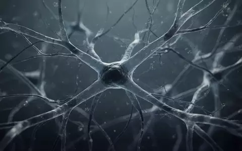 Mikroskopische Aufnahme komplexer vaskulärer Strukturen im menschlichen Gehirngewebe als Symbol für neurodegenerative Prozesse. - Foto: über boerse-global.de