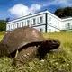 Jonathan ist fast 200 Jahre alt. - Bild: Joe Holland/EurekAlert/dpa