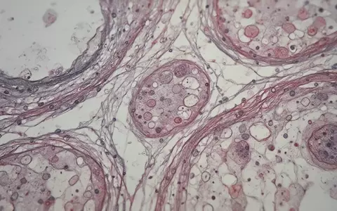 Mikroskopische Aufnahme von biologischem Gewebe mit komplexen zellulären Strukturen in einer wissenschaftlichen Laborumgebung. - Foto: über boerse-global.de