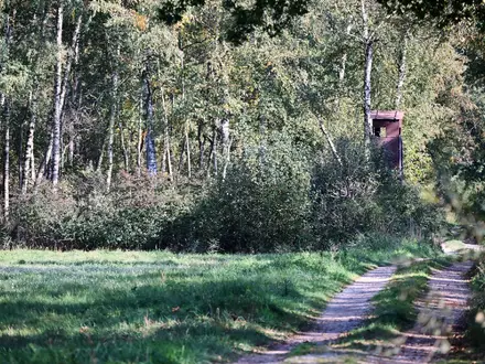 Ein Jäger hatte das fragliche Tier im Notzinger Moos durch eine Wärmebildkamera beobachtet. (Archivbild) - Foto: Peter Kneffel/dpa