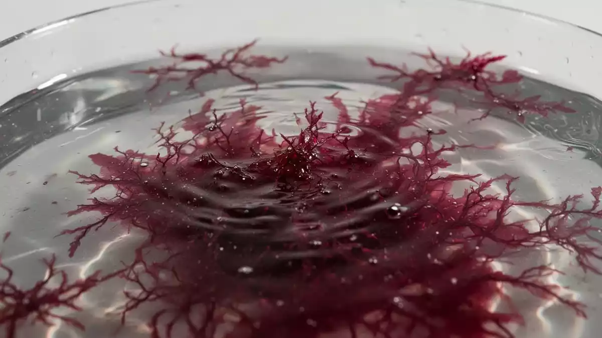 Astaxanthin und GHK-Cu: Forschung, Wirkung und verfügbare Präparate