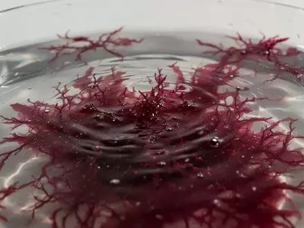 Vibrant rote Mikroalgen in klarem Wasser, die die antioxidative Kraft natürlicher Wirkstoffe symbolisieren. - Foto: über boerse-global.de