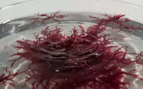 Vibrant rote Mikroalgen in klarem Wasser, die die antioxidative Kraft natürlicher Wirkstoffe symbolisieren. - Foto: über boerse-global.de
