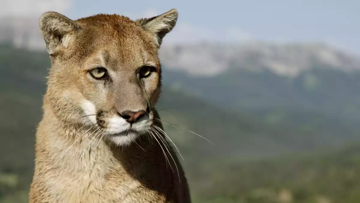 Polizei sucht nach einem möglichen Puma im Landkreis Erding. (Symbolbild) - Bild: Ronald Wittek/dpa
