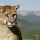 Polizei sucht nach einem möglichen Puma im Landkreis Erding. (Symbolbild) - Bild: Ronald Wittek/dpa