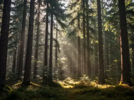 Ein sonnendurchfluteter Waldweg zwischen hohen Nadelbäumen, der Ruhe und Erholung symbolisiert. - Foto: über boerse-global.de