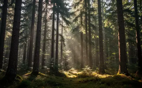 Ein sonnendurchfluteter Waldweg zwischen hohen Nadelbäumen, der Ruhe und Erholung symbolisiert. - Foto: über boerse-global.de
