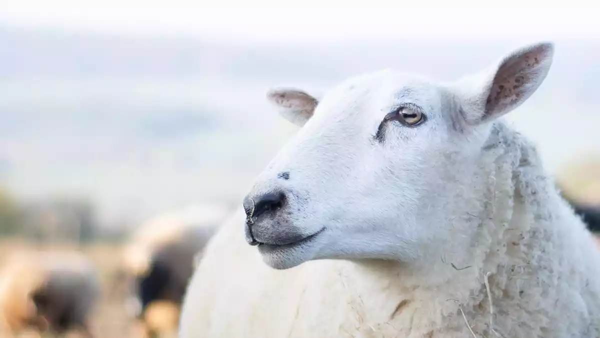 Spendenaktion der ANINOVA-Stiftung übertrifft ihr Ziel - Bild: presseportal.de