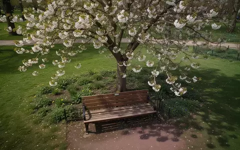 Symbolbild: Parkbank unter einem blühenden Baum - Foto: über boerse-global.de