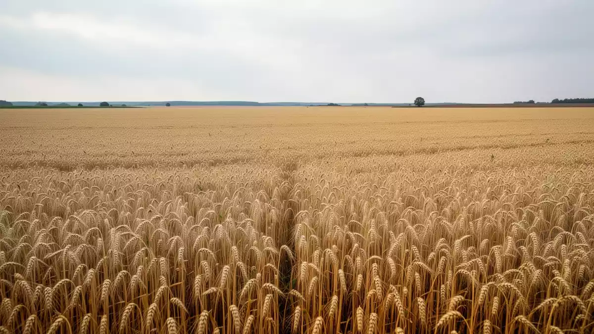 Ostdeutsche Agrarminister fordern Änderungen an EU-Agrarpolitik