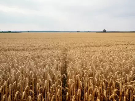 Weite Ackerflächen in einer ostdeutschen Agrarlandschaft unter einem bewölkten Himmel. - Foto: über boerse-global.de