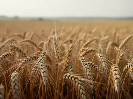 Nahaufnahme von Roggenähren auf einem Feld bei natürlichem Licht - Foto: über boerse-global.de