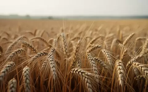 Nahaufnahme von Roggenähren auf einem Feld bei natürlichem Licht - Foto: über boerse-global.de