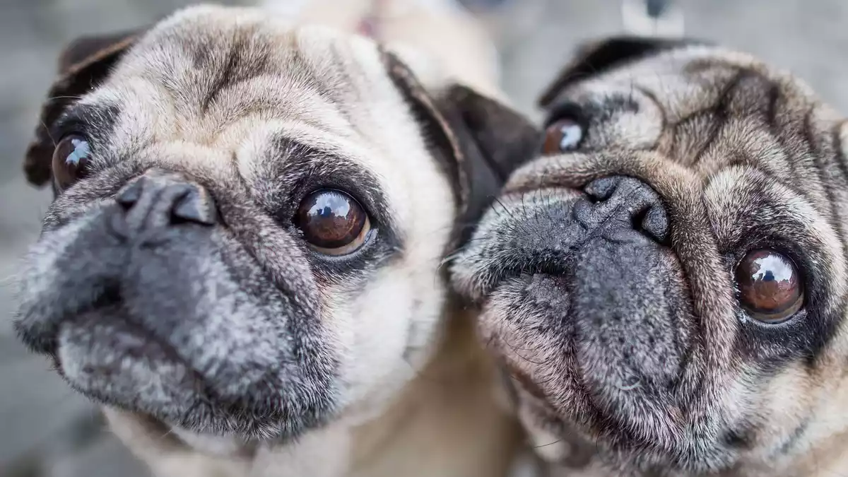 Möpse sind bei Hundehaltern beliebt, leiden aber durch ihre Optik. (Symbolbild) - Bild: Frank Rumpenhorst/dpa/dpa-tmn