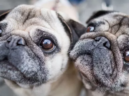 Möpse sind bei Hundehaltern beliebt, leiden aber durch ihre Optik. (Symbolbild) - Foto: Frank Rumpenhorst/dpa/dpa-tmn