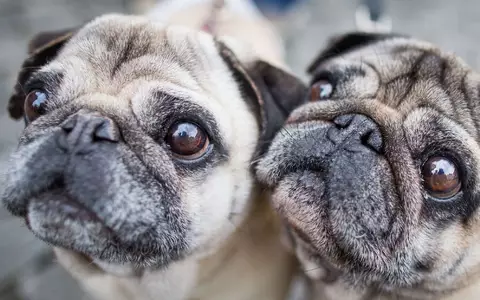 Möpse sind bei Hundehaltern beliebt, leiden aber durch ihre Optik. (Symbolbild) - Foto: Frank Rumpenhorst/dpa/dpa-tmn