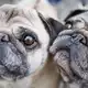 Möpse sind bei Hundehaltern beliebt, leiden aber durch ihre Optik. (Symbolbild) - Bild: Frank Rumpenhorst/dpa/dpa-tmn